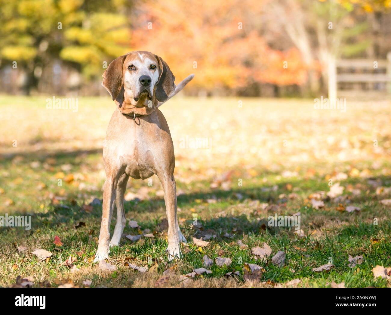 Ein Hund Mischling Hund stehen im Freien mit Herbstfarben im Hintergrund Stockfoto