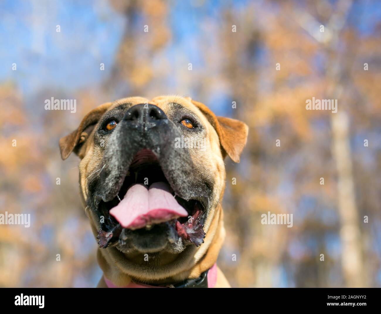 Nahaufnahme von einem braunen Mastiff Hund im Freien mit einem großen offenen Mund Stockfoto