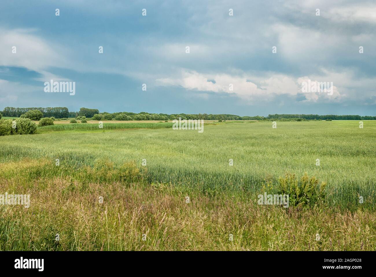 Schöne ländliche Landschaft mit breiten grünen Feld und blauer Himmel mit dramatischen Wolken Stockfoto