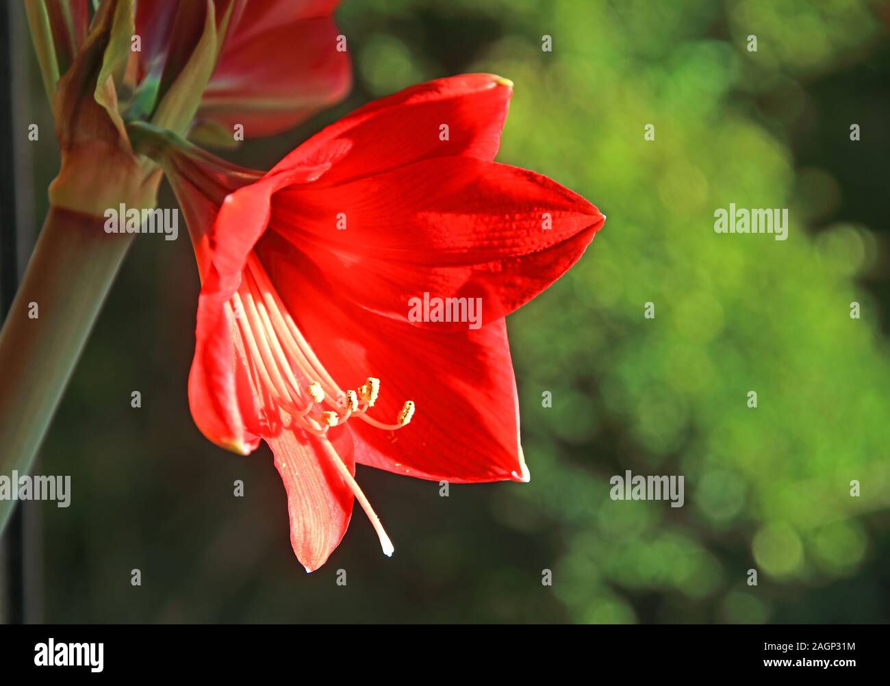 Rote Amaryllis-Blume, Frühlingsblütentopf - viktorianische Sprache der Blumen - „Liebe, Schönheit und Entschlossenheit“ Stockfoto