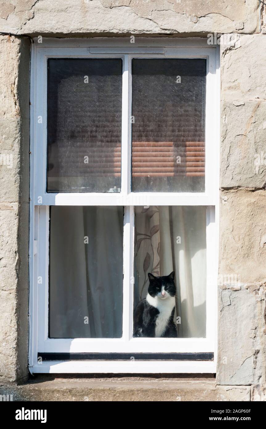 Eine unbeeindruckt black & white cat Suchen aus einem Haus Fenster an einem sonnigen Tag. Stockfoto