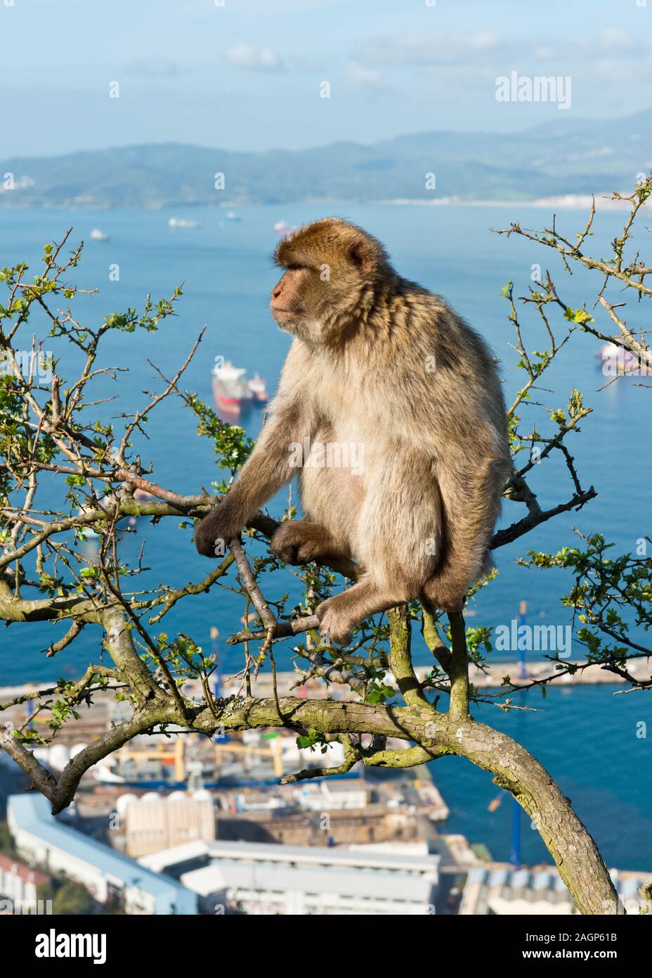 Barbary Macaque (Macaca sylvanus) Affen auf den Felsen von Gibraltar. Bucht von Gibraltar im Hintergrund. Vereinigtes Königreich Stockfoto