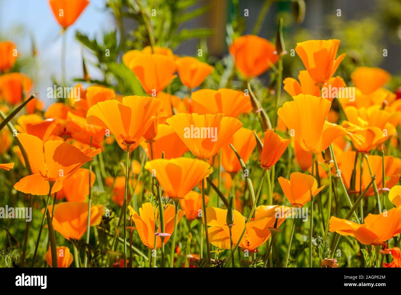 Frosch perspektivische Ansicht des schönen orangefarbenen California Poppies Stockfoto