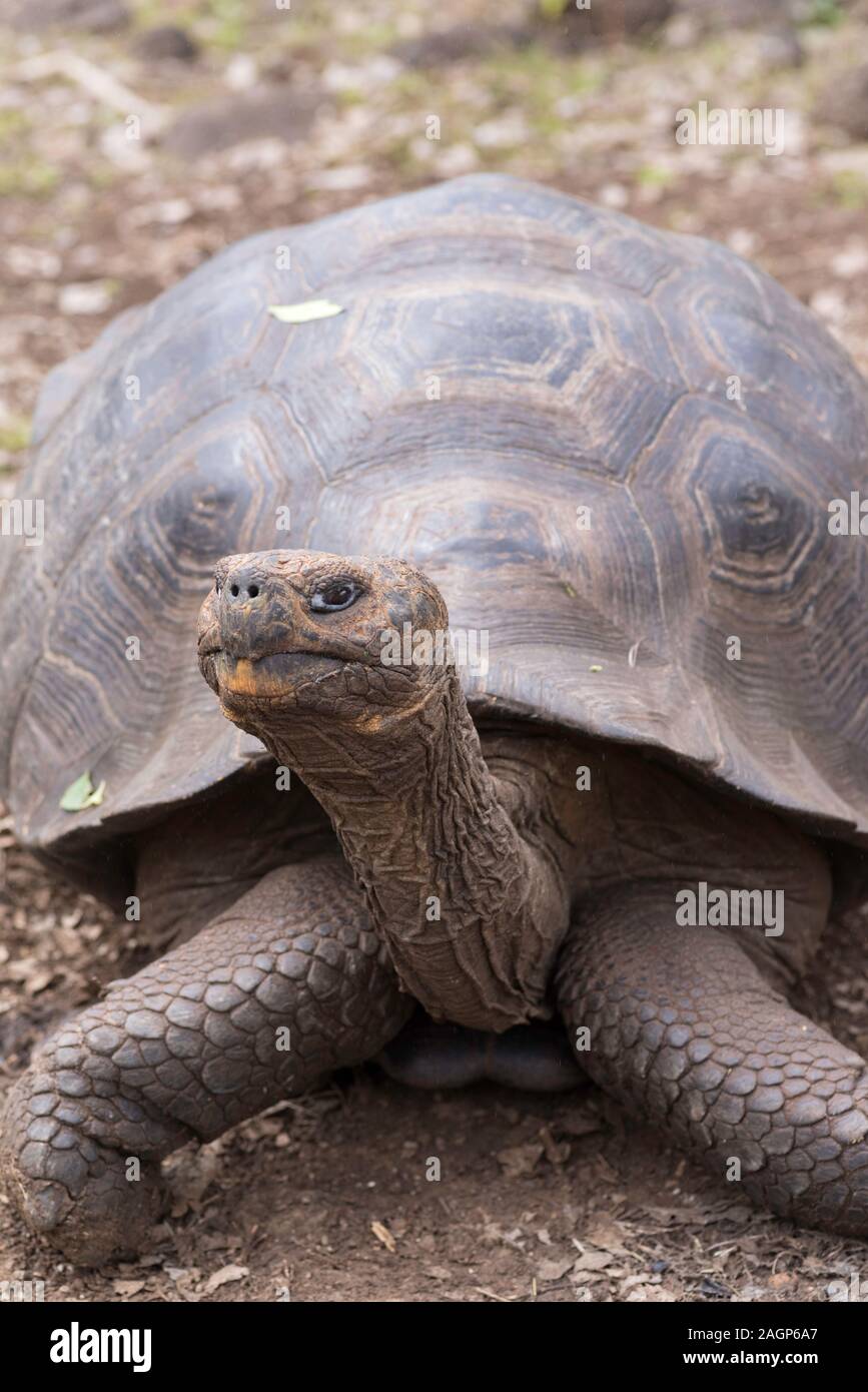 Galapagos Schildkröte, an der Schildkröte Zucht Center, San Cristobal Island, Galapagos, Ecuador Stockfoto