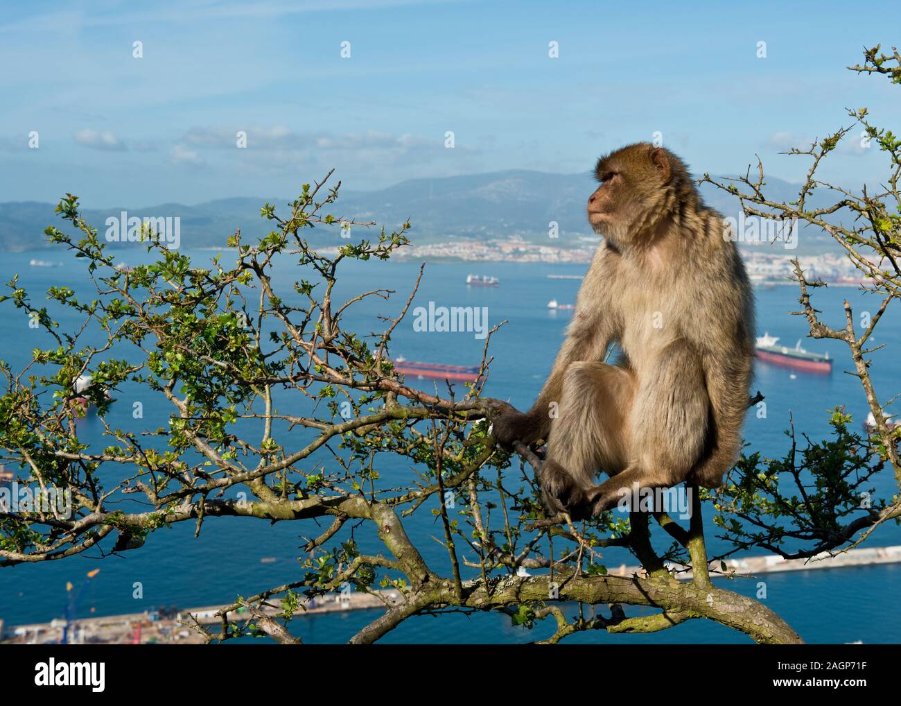 Barbary Macaque (Macaca sylvanus) Affen auf den Felsen von Gibraltar. Bucht von Gibraltar im Hintergrund. Vereinigtes Königreich Stockfoto