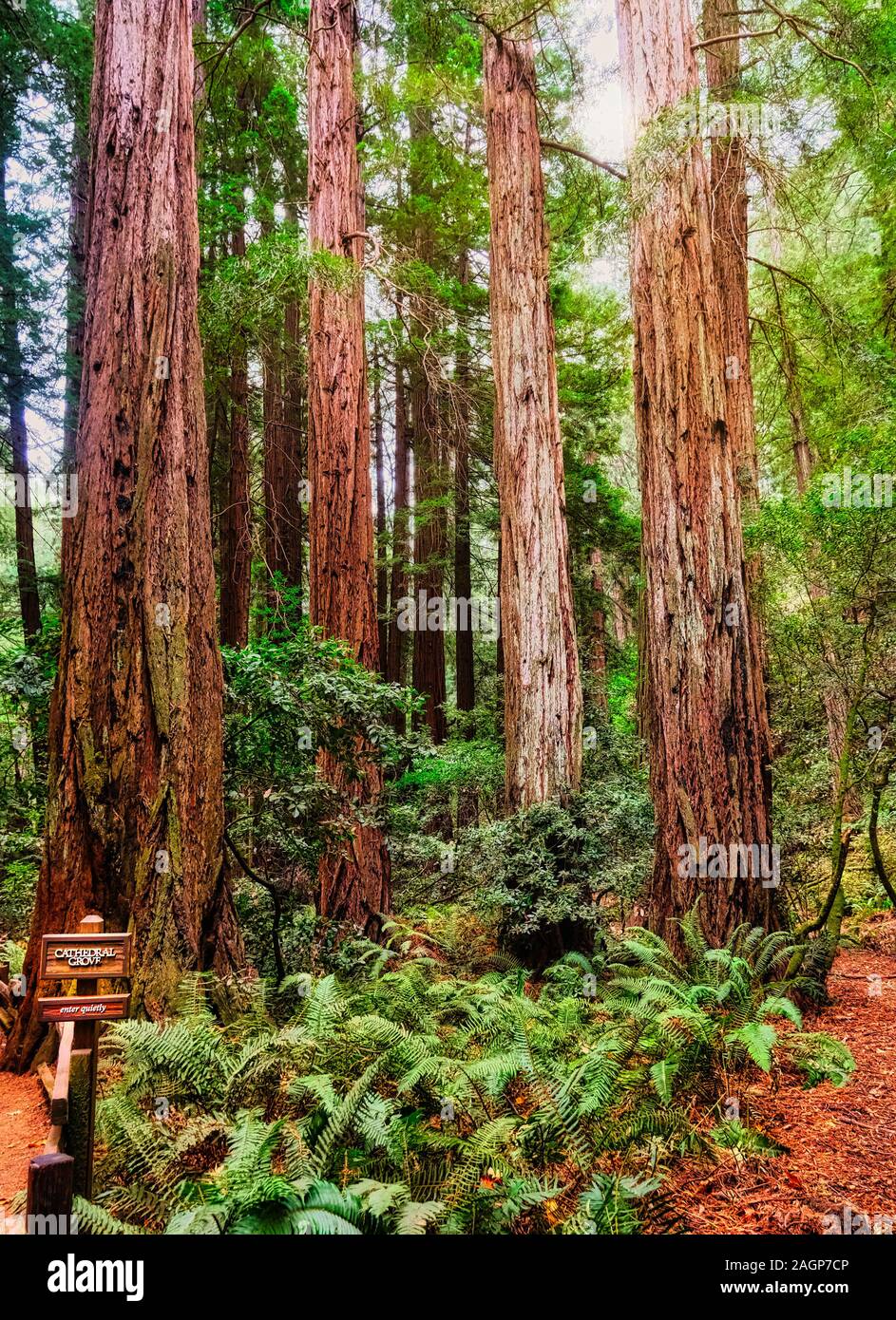 Cathedral Grove in Muir Woods Stockfoto