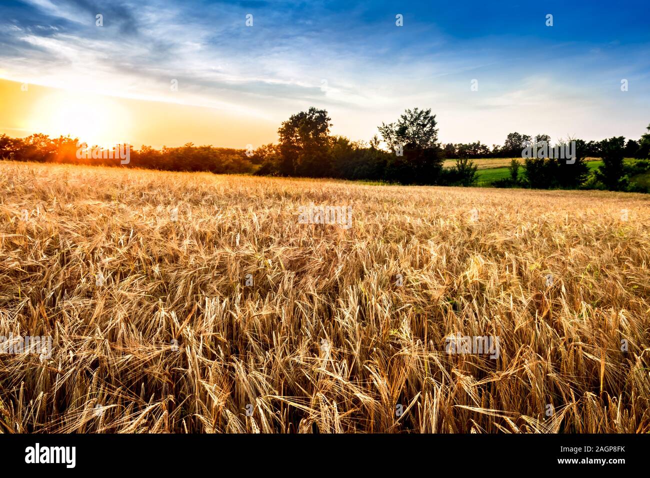 Sommer Landschaft mit einem Sonnenuntergang über der reife Gerste. Stockfoto
