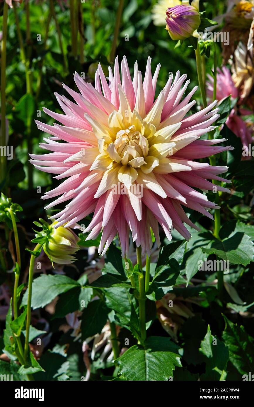 'Miss Rose Fletcher' Dahlia von Swan Insel Dahlien auf der jährlichen Dahlie Festival in Carson City, Nevada, die größte Dahlie Festival in den USA genommen Stockfoto
