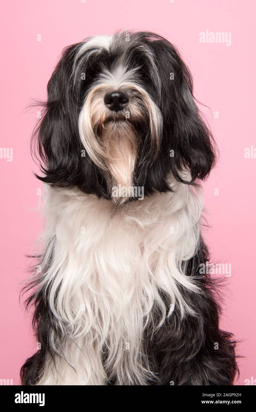 Porträt eines Tibet Terrier auf einem rosa Hintergrund Stockfoto