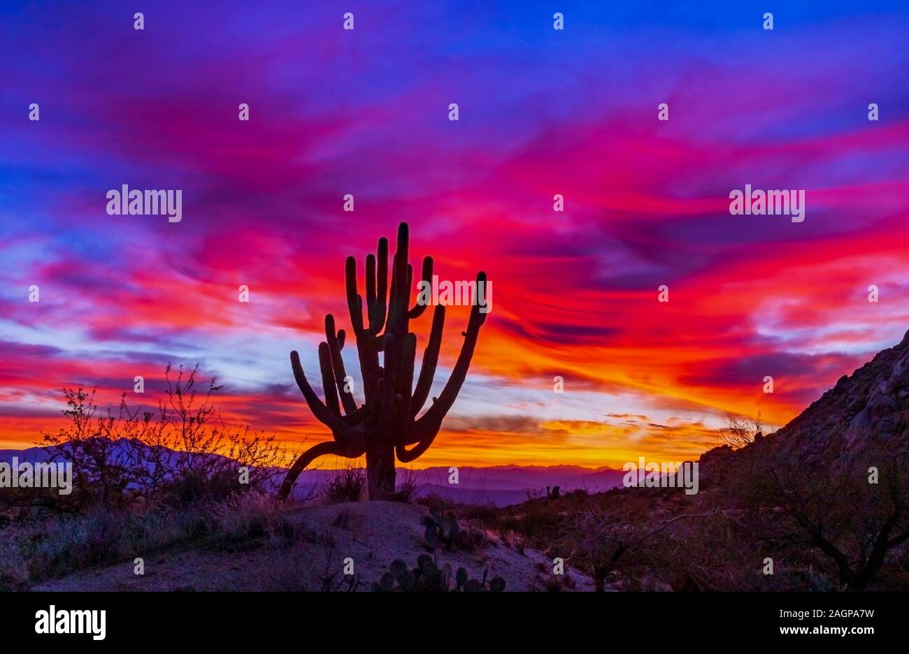 Bunte und sehr lebendige Arizona Sonnenaufgang Landschaft mit Silhouette von Saguaro Kaktus Stockfoto