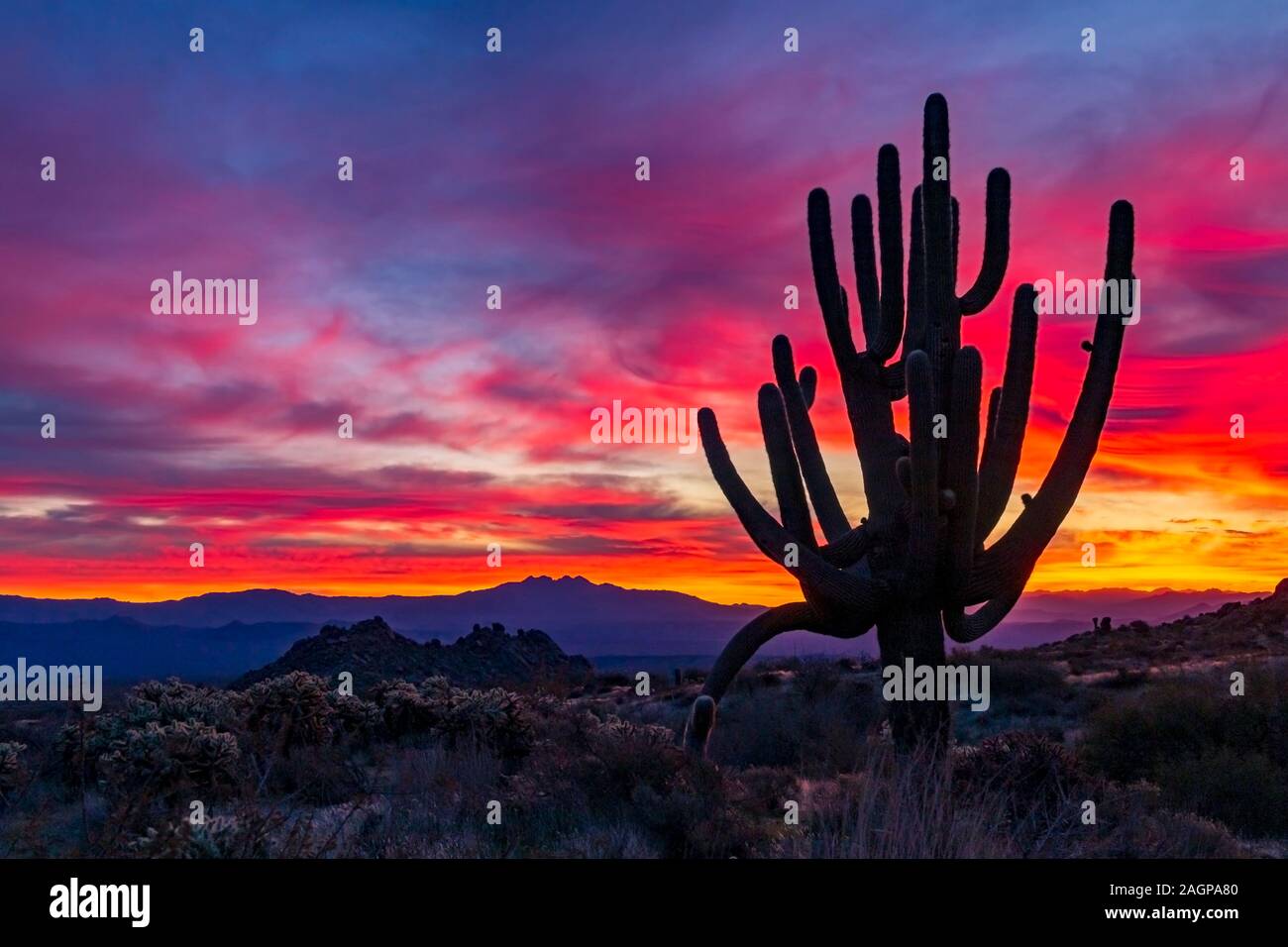 Super Lebendige & Brillant Sonnenaufgang in der Wüste von Arizona mit großen Saguaro Kaktus. Stockfoto