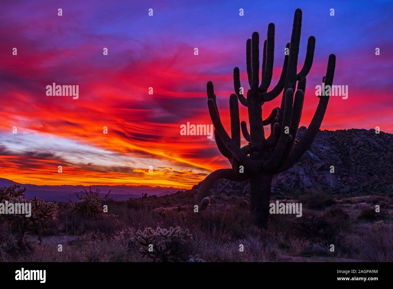 Bunte und sehr lebendige Arizona Sonnenaufgang Landschaft mit einem Saguaro Kaktus in foregrounf Stockfoto