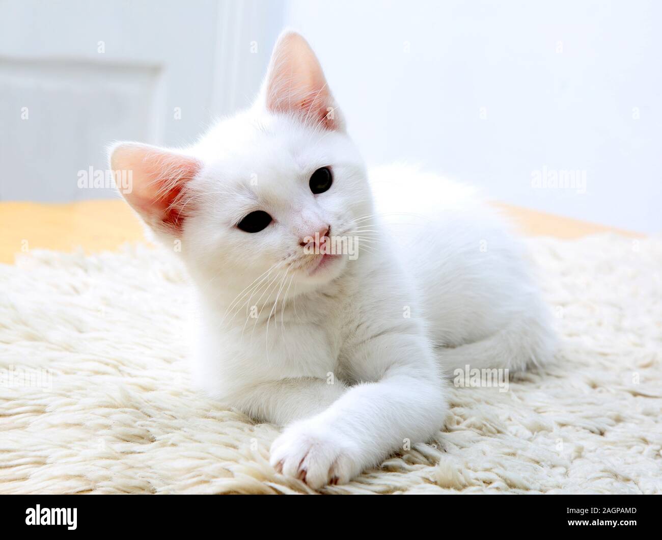 Portrait von 10 Wochen alten Kitten - Türkisch Angora Kreuz Weiß mit grauen Abzeichen an Kopf Stockfoto