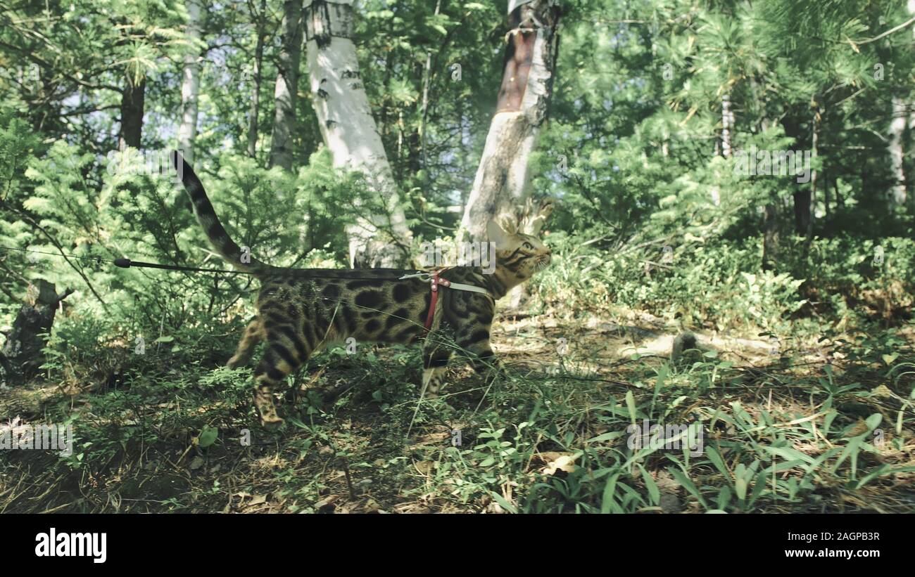Eine Katze in einem Stadtpark. Bengalen wildcat Spaziergang auf den Wald im Kragen. Asiatische Jungle Cat oder Sumpf oder Reed. Häuslich Leopard Cat. Stockfoto
