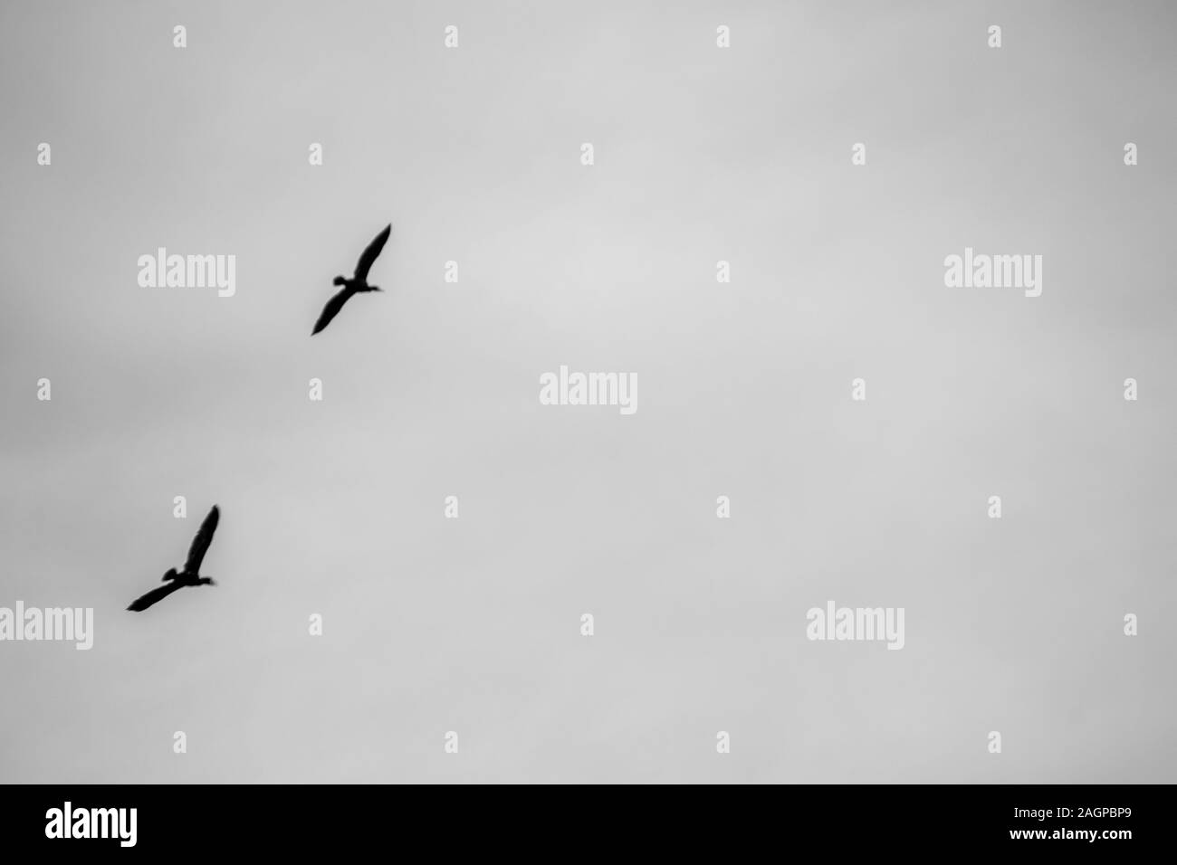 Zwei große Vögel nehmen Sie in den Himmel, gegen den hellen Himmel. Stockfoto