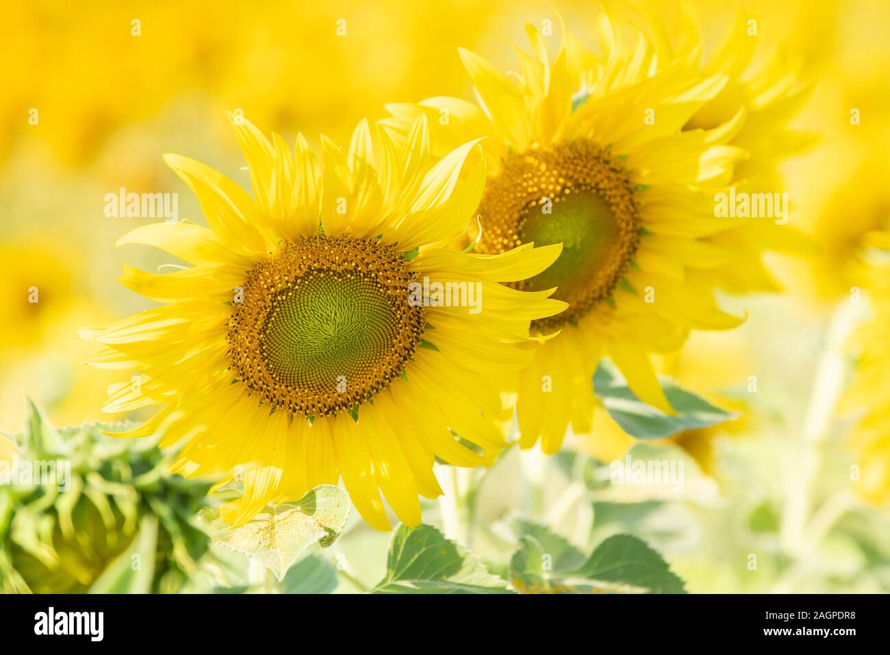 Sonnenblumen blühen im Feld für Landwirtschaft Industrie auf den Herbst. Stockfoto