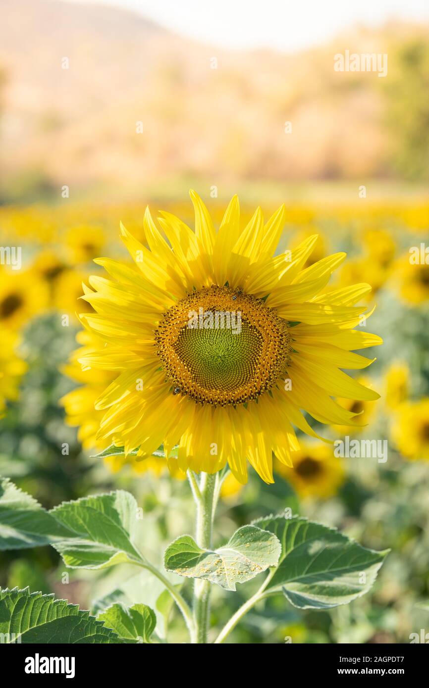 Sonnenblumen blühen im Feld für Landwirtschaft Industrie auf den Herbst. Stockfoto