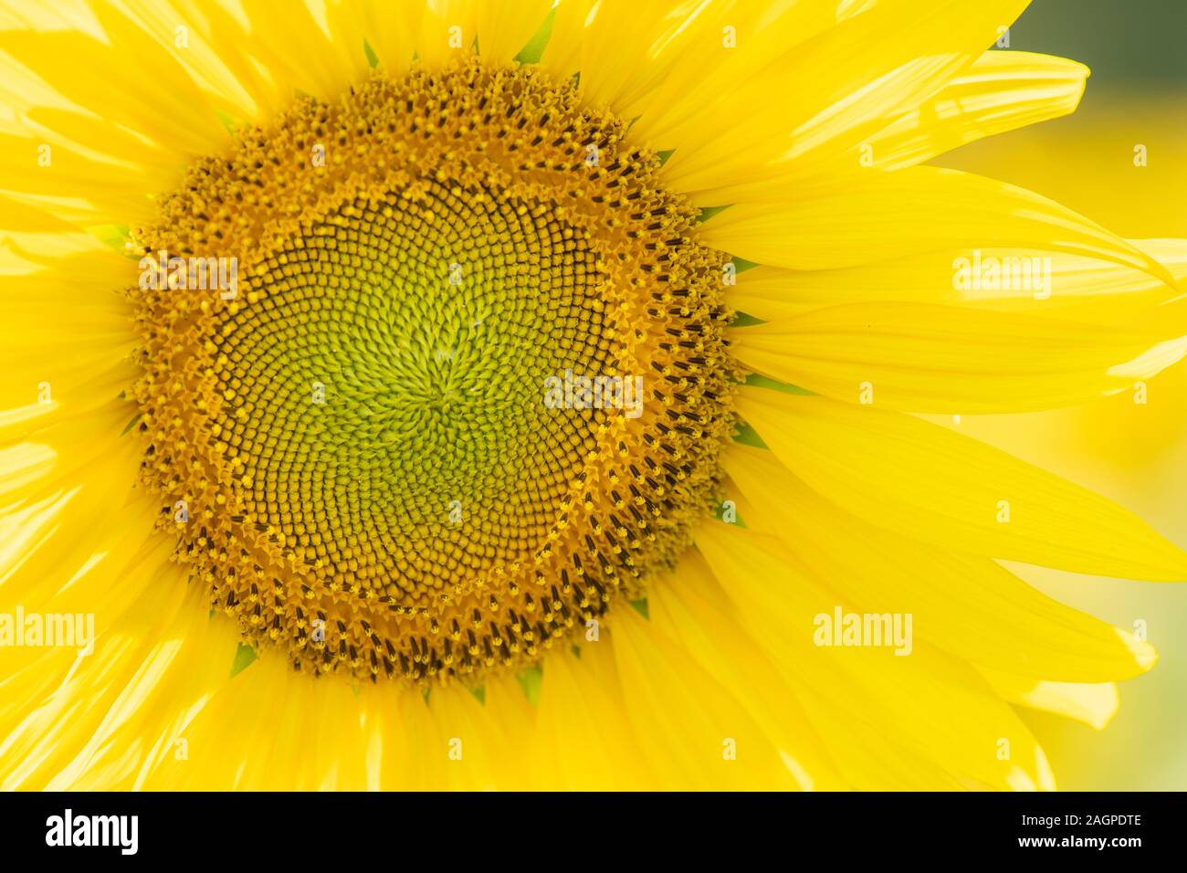Sonnenblumen blühen im Feld für Landwirtschaft Industrie auf den Herbst. Stockfoto