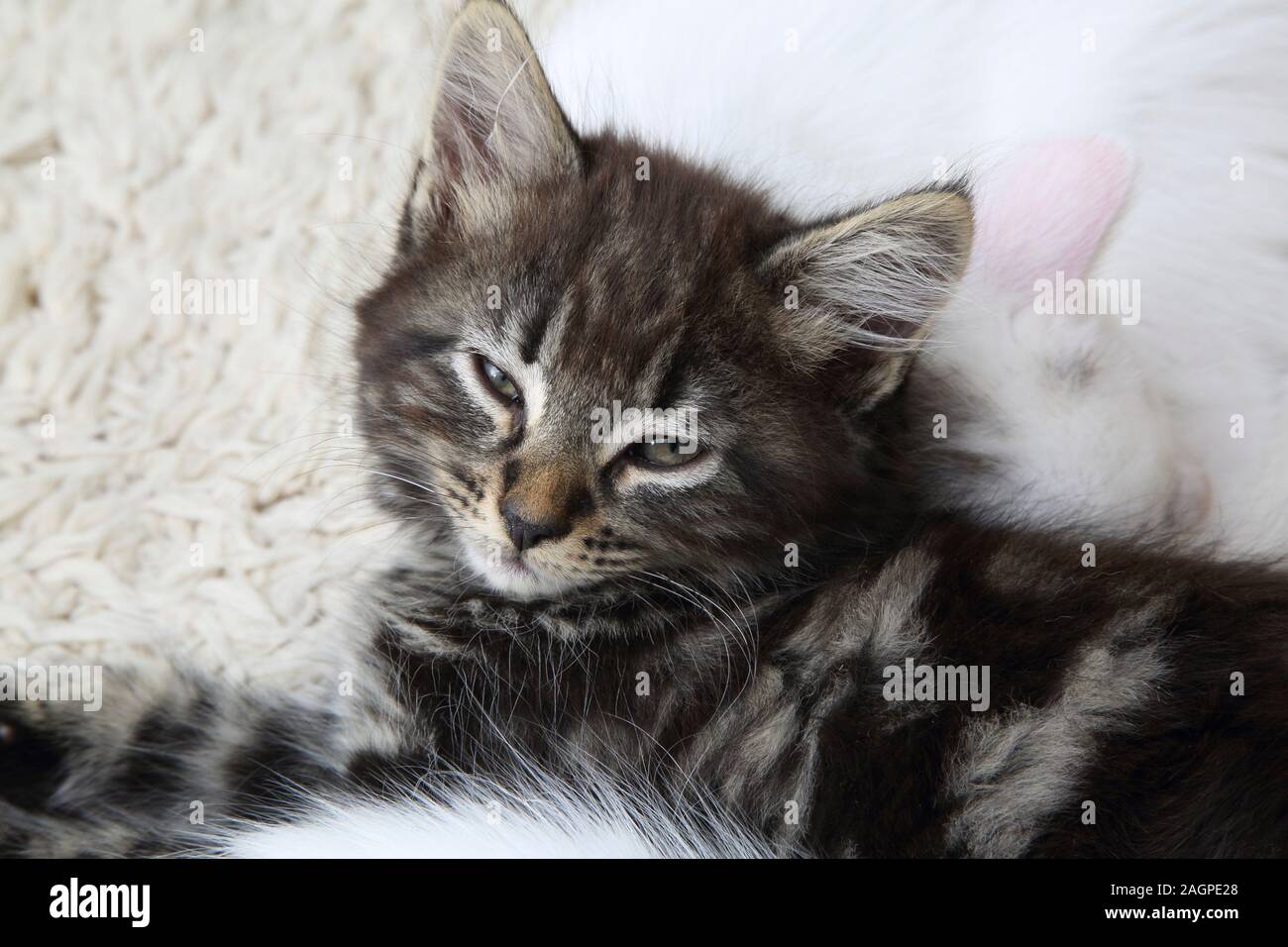 10 Wochen alten Kätzchen Türkisch Angora Kreuz - Ein Tabby und Weiß mit grauen Markierungen Stockfoto