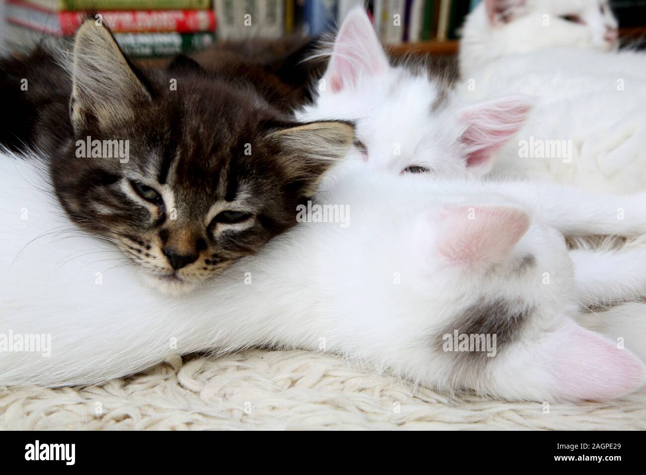 10 Wochen alten Kätzchen Türkisch Angora Kreuz - Ein Tabby und Weiß mit grauen Markierungen Stockfoto