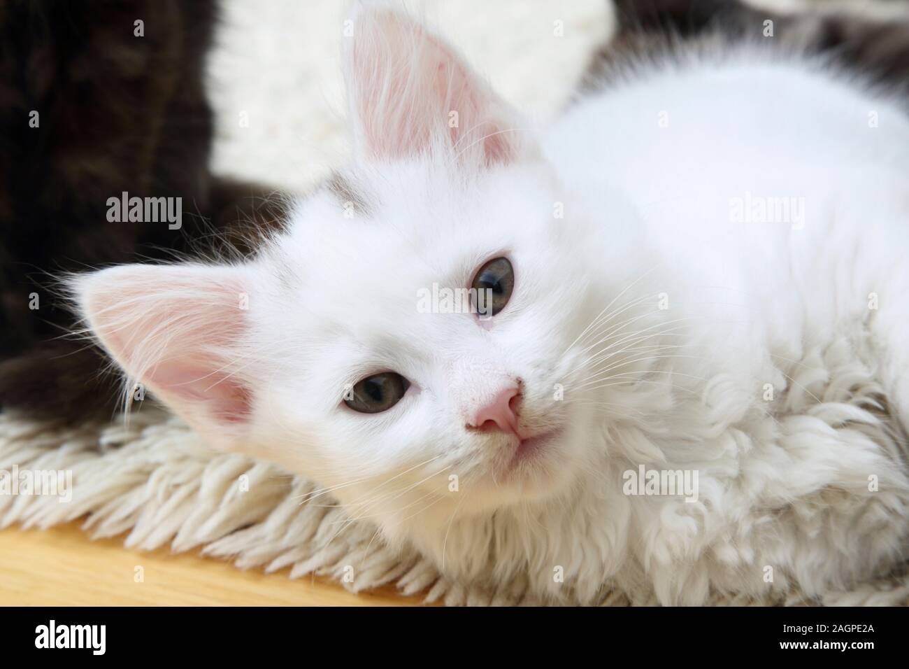 Portrait von 10 Wochen alten Kitten - Türkisch Angora Kreuz Weiß mit grauen Abzeichen an Kopf Stockfoto
