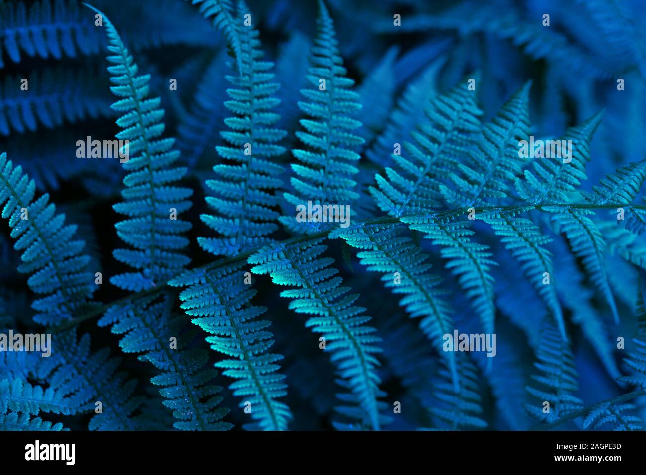 Schnen blauen neon Farn close-up. Florale Textur und Hintergrund, Muster.  Leuchtende blaue Laub der Farn. Kreative Bild. Strukturierte Bltter  Stockfotografie - Alamy