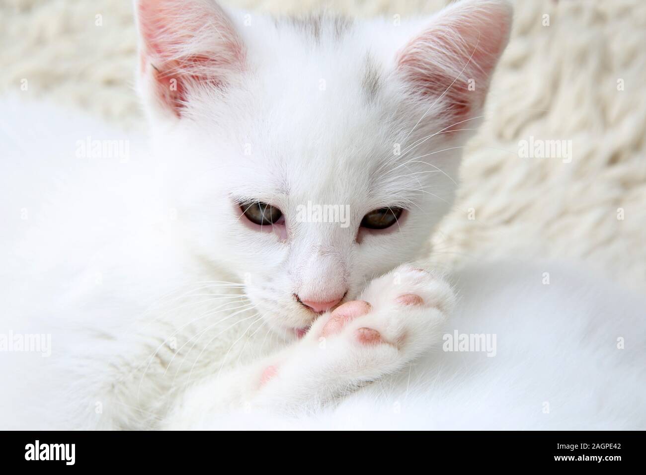 Portrait von 10 Wochen alten Kitten - Türkisch Angora Kreuz Weiß mit grauen Abzeichen an Kopf Grooming Stockfoto