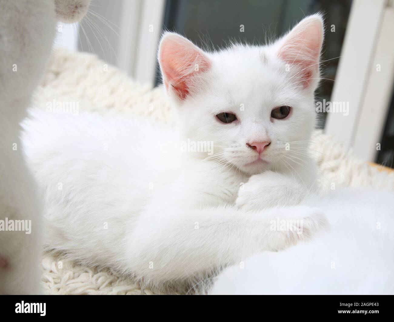 Portrait von 10 Wochen alten Kitten - Türkisch Angora Kreuz Weiß mit grauen Abzeichen an Kopf Stockfoto