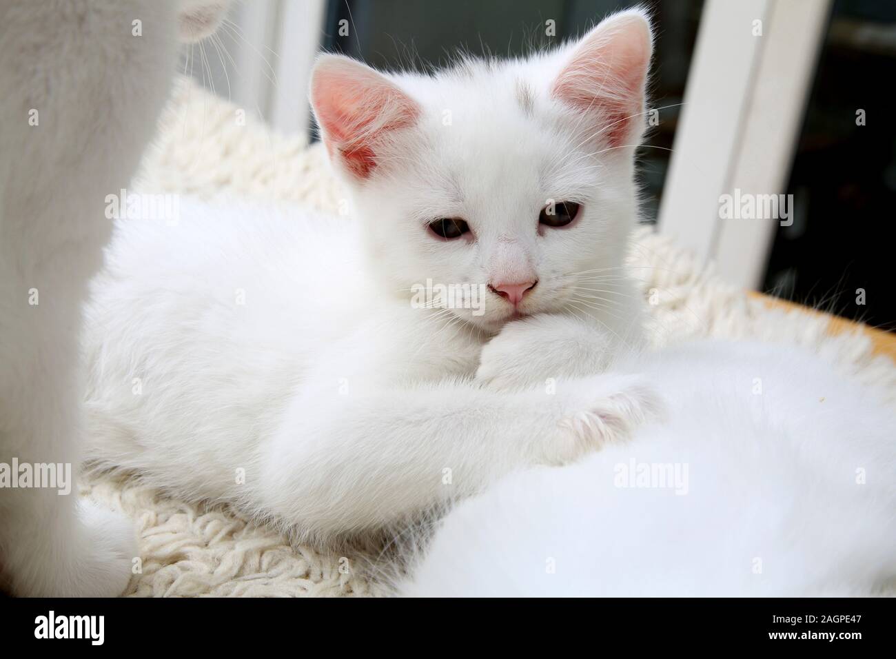 Portrait von 10 Wochen alten Kitten - Türkisch Angora Kreuz Weiß mit grauen Abzeichen an Kopf Stockfoto
