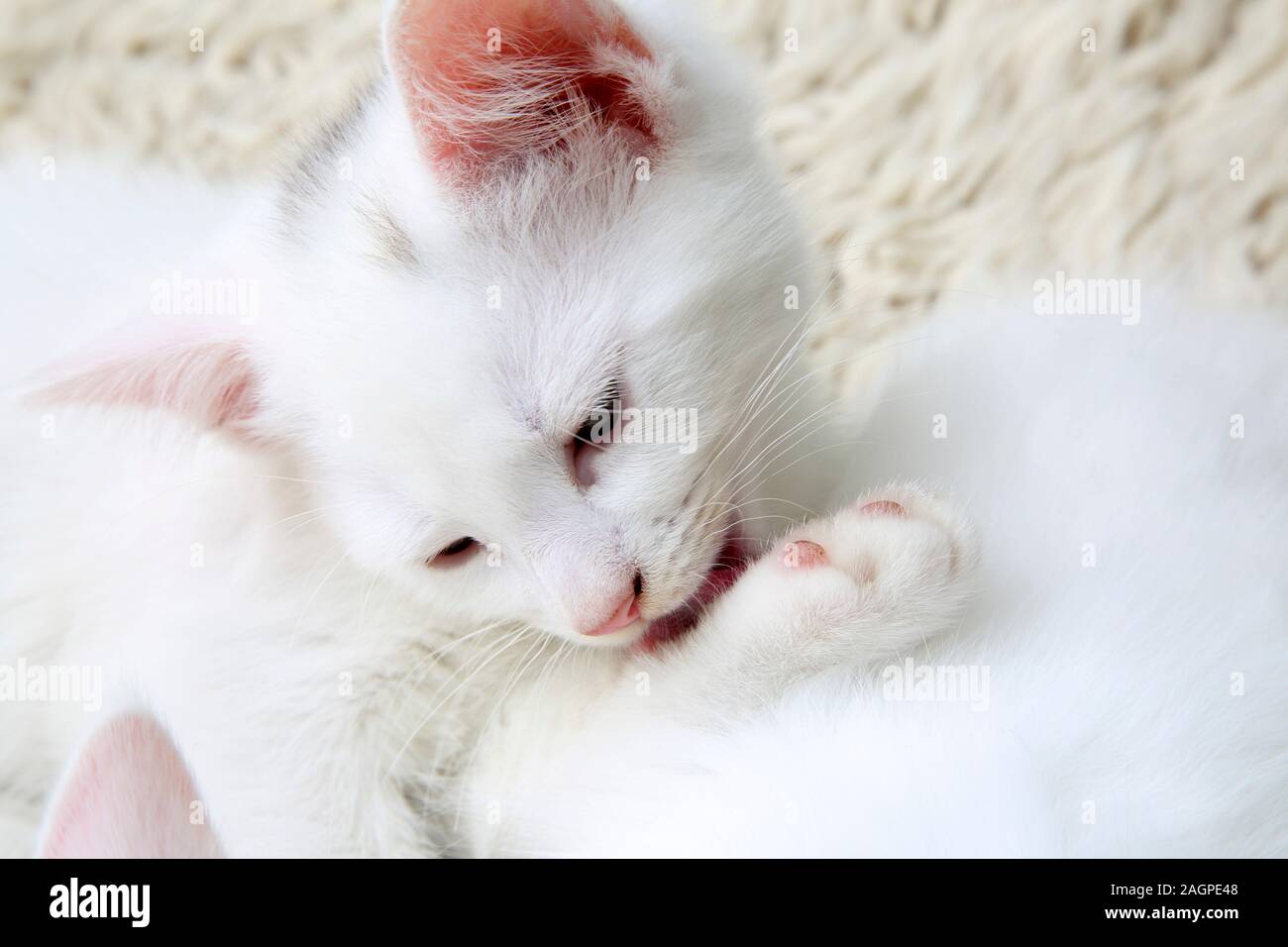 Portrait von 10 Wochen alten Kitten - Türkisch Angora Kreuz Weiß mit grauen Abzeichen an Kopf Grooming Stockfoto
