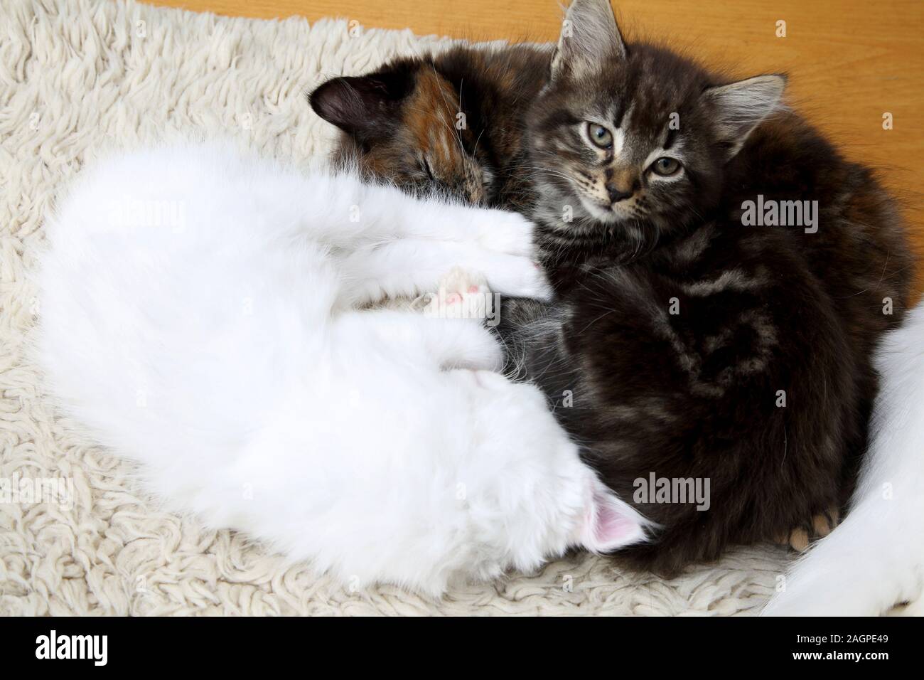 10 Wochen alten Kätzchen Türkisch Angora Kreuz Stockfoto