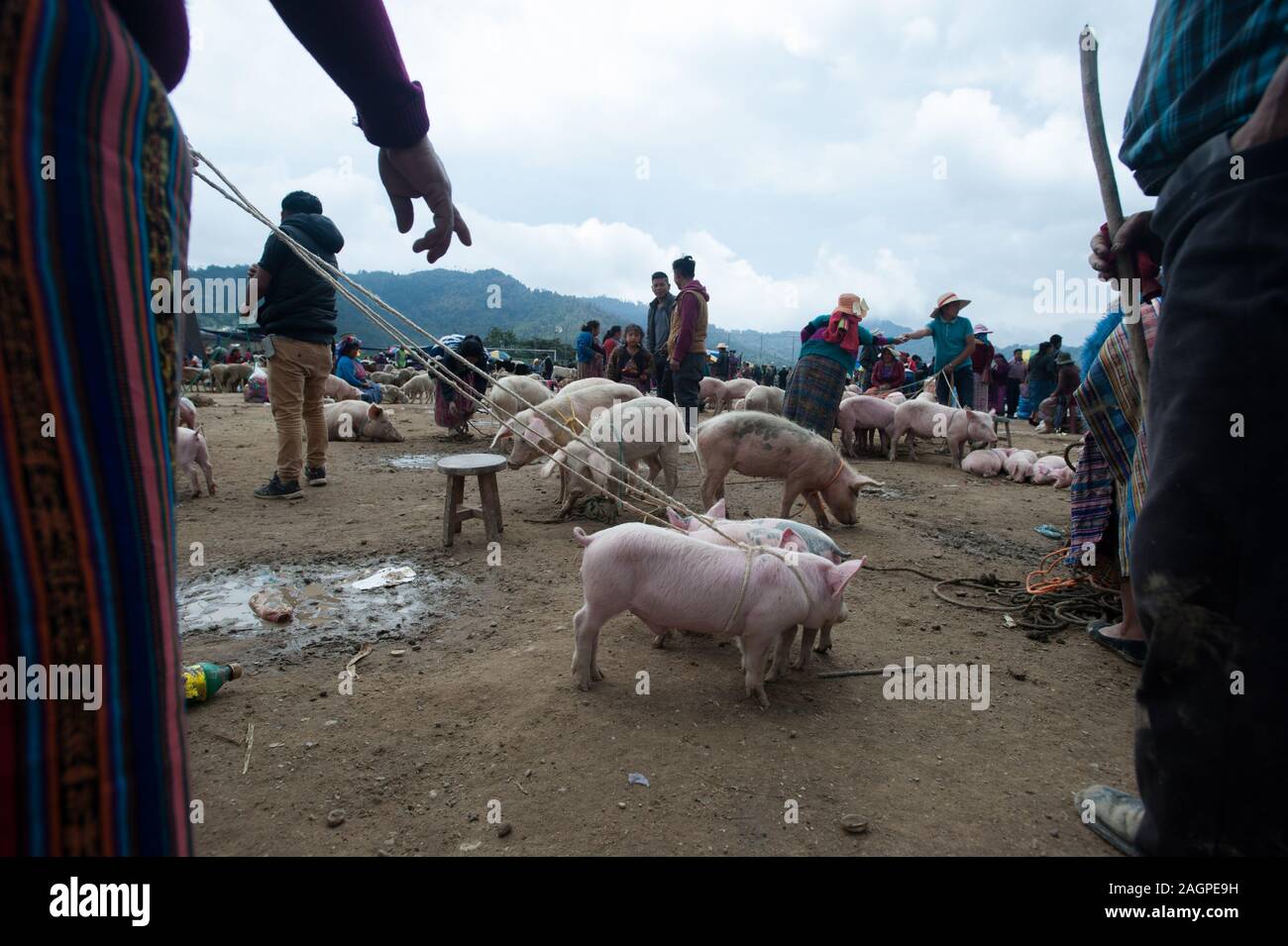 Tiermarkt in San Francisco El Alto in Totonicapan, Guatemala. Stockfoto