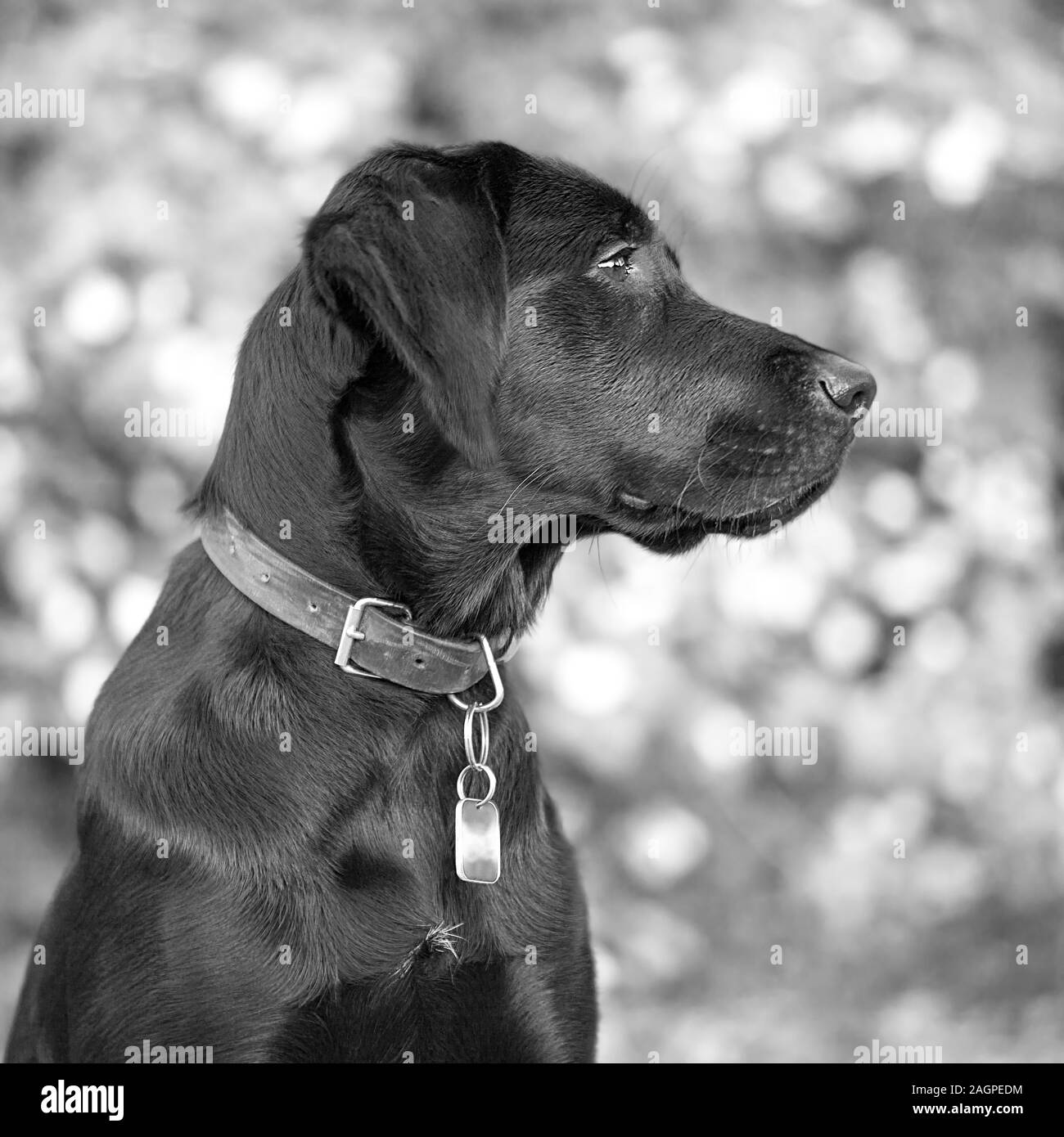 Gegen einen unscharfen Hintergrund mit weichen konzentriert, ein junger Labrador während outdoor training abgelenkt ist, ihr Ohr in den Sound von einem anderen Hund abgeholt. Stockfoto