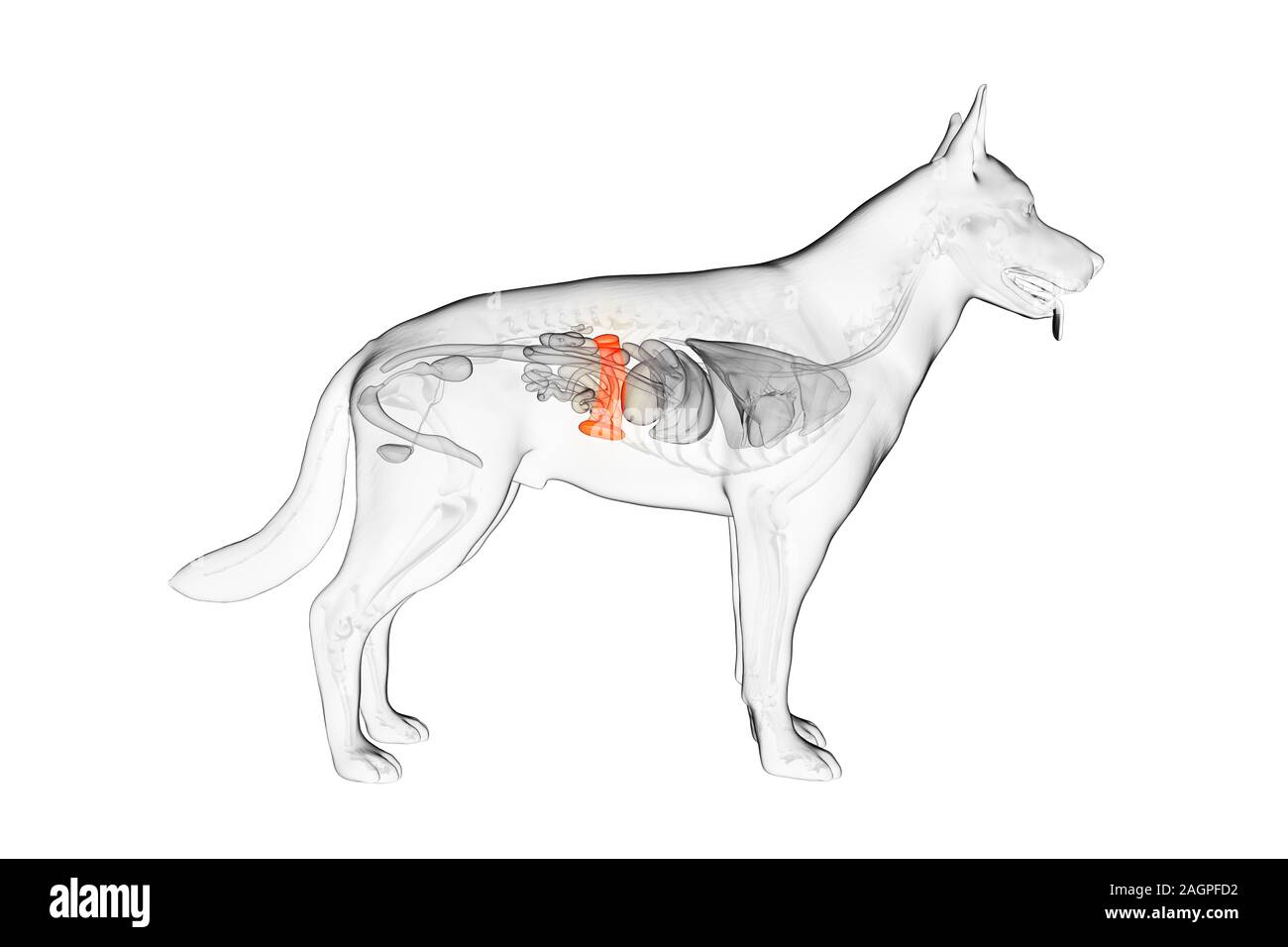 Hund Milz, computer Abbildung Stockfotografie - Alamy