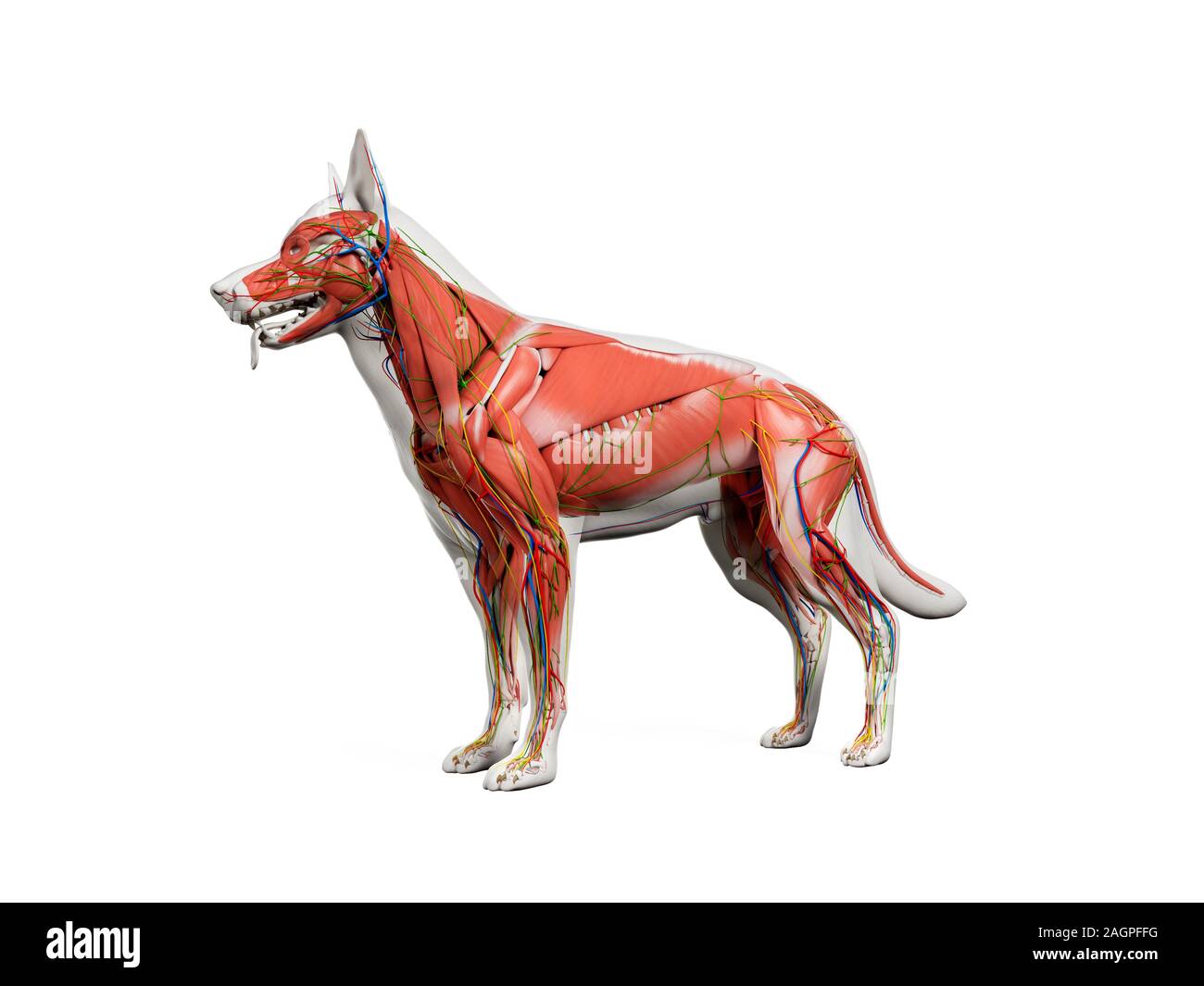 Hund anatomie -Fotos und -Bildmaterial in hoher Auflösung – Alamy