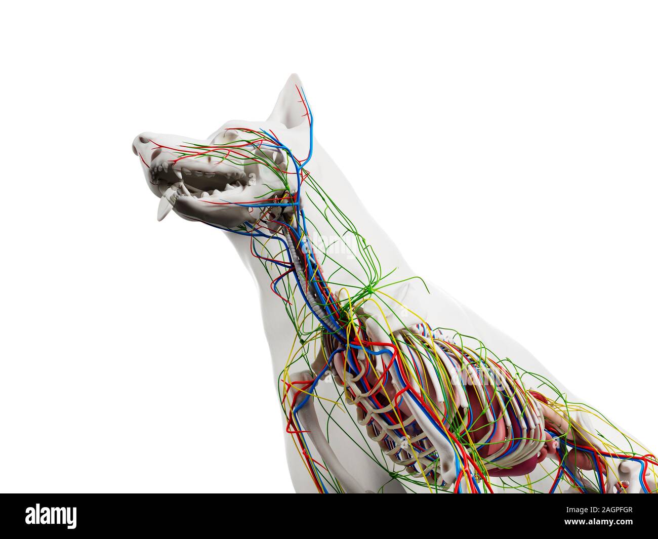 Hund Anatomie, computer Abbildung. Stockfoto