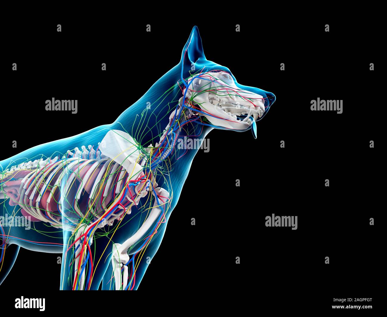 Hund Anatomie, computer Abbildung. Stockfoto