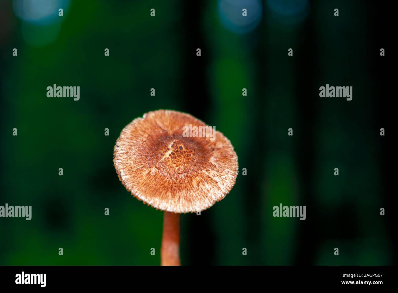 Nahaufnahme eines Pilzes in einem Bemoosten Umgebung, mit einem verschwommenen Hintergrund. Stockfoto