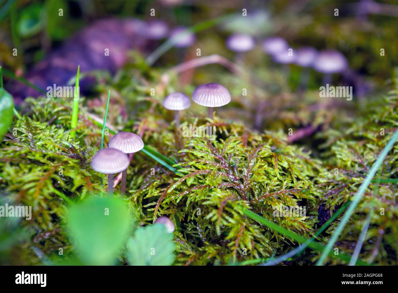 Nahaufnahme eines Pilzes in einem Bemoosten Umgebung, mit einem verschwommenen Hintergrund. Stockfoto