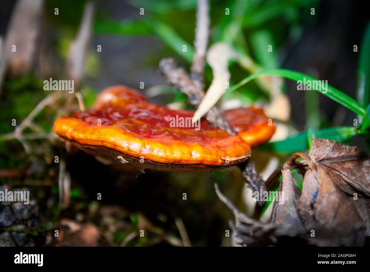 Nahaufnahme eines Pilzes in einem Bemoosten Umgebung, mit einem verschwommenen Hintergrund. Stockfoto
