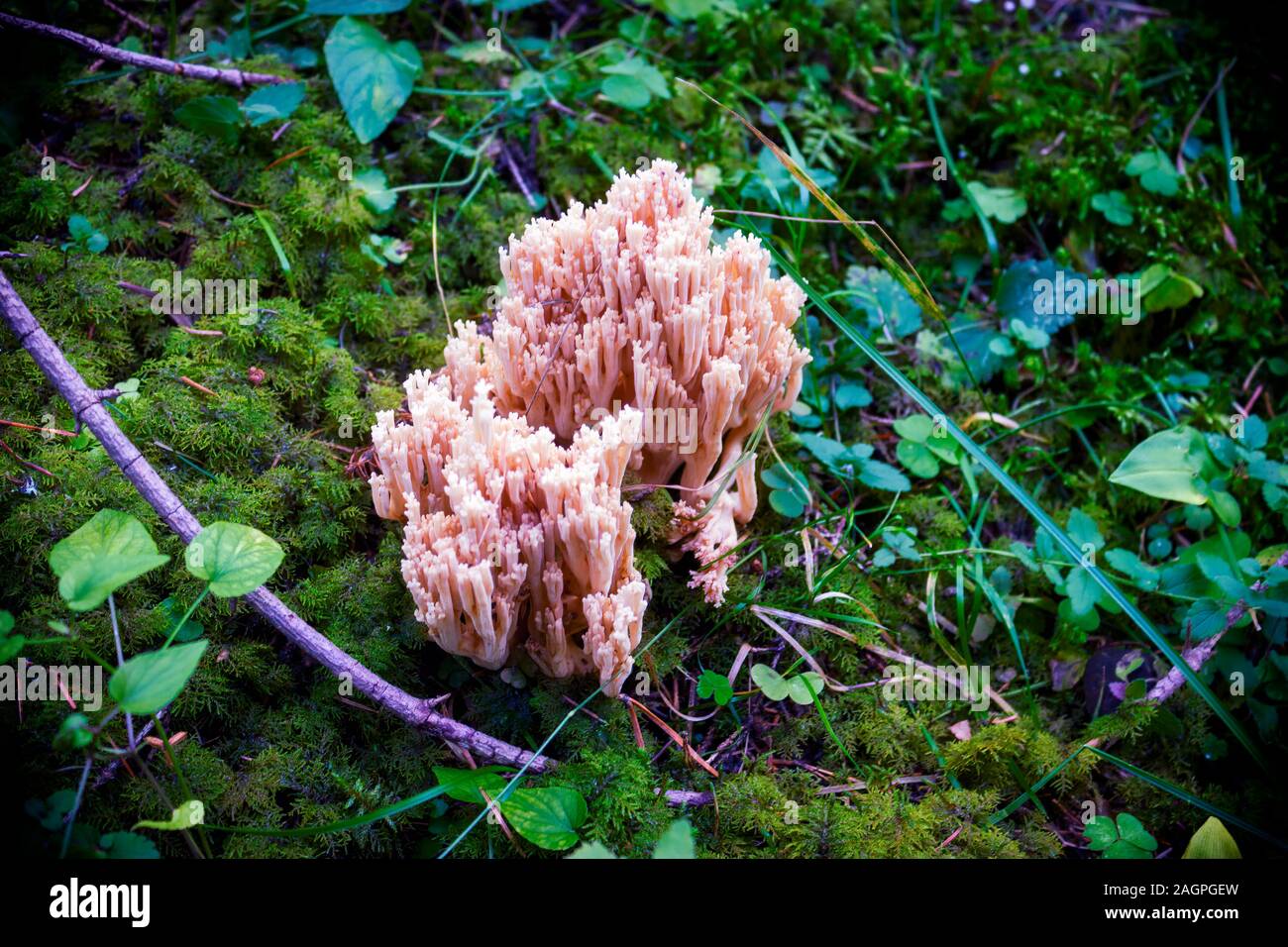 Nahaufnahme eines Pilzes in einem Bemoosten Umgebung, mit einem verschwommenen Hintergrund. Stockfoto
