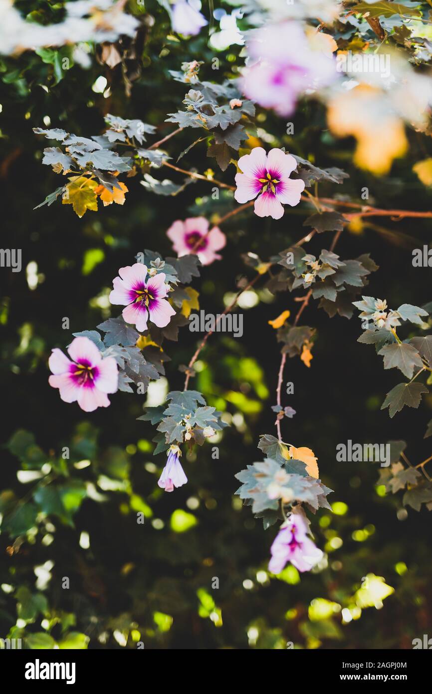 Hibiscus syriacus Althea stieg von Sharon Blume (auch als aphhrodite