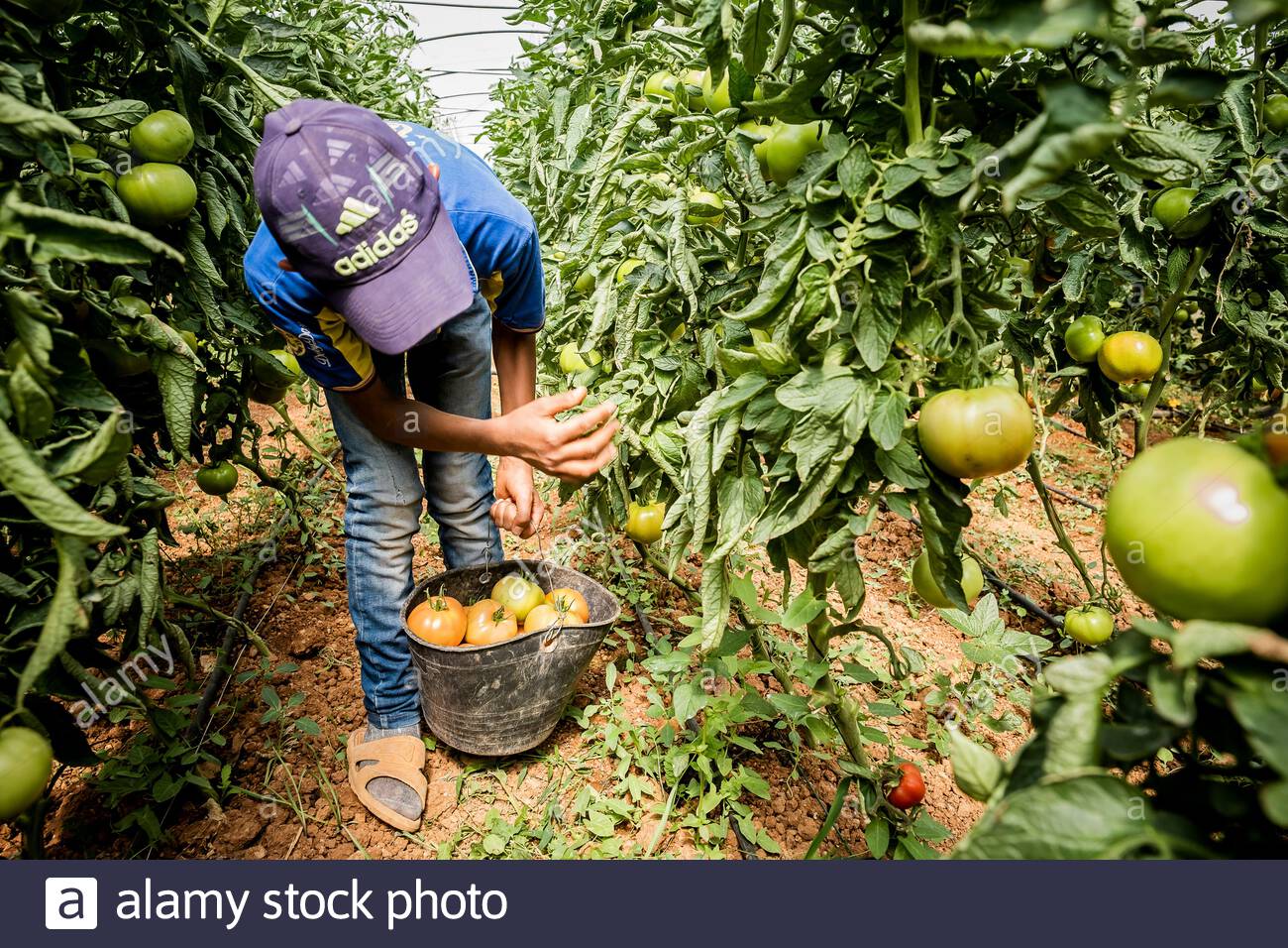 Farmarbeiterfeld Der Tomate Stockfotos Farmarbeiterfeld Der