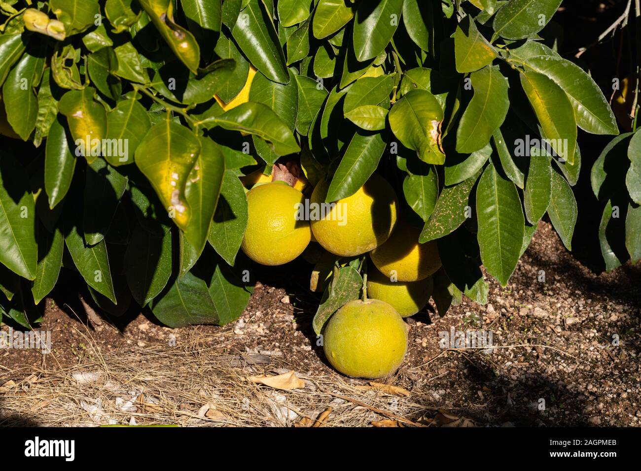 Grapefruits hängen auf Zweig von Zitrusfrüchten Baum dicht über dem Boden. Stockfoto