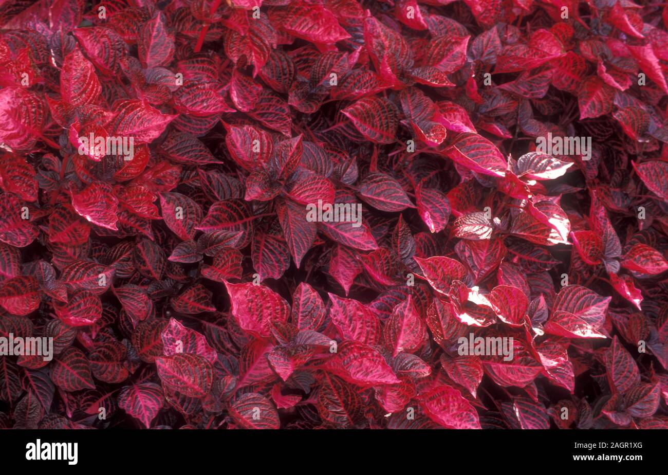 Iresine ist eine Gattung der blühenden Pflanze in der Amaranth Familie