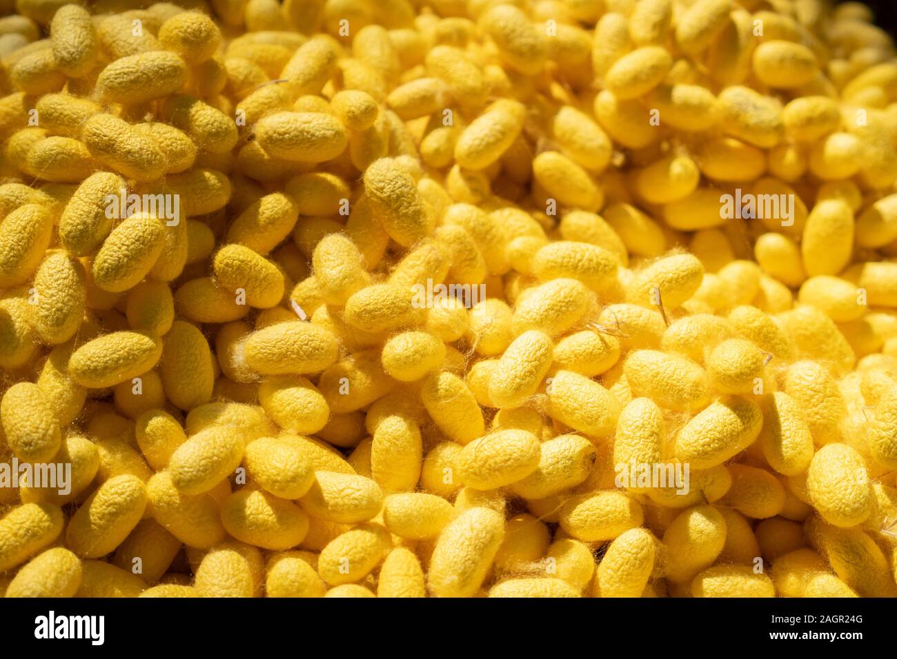Natürliche silkworm Shell (Kokon) als primäre Quelle Hersteller von Seide und Seide Seide verarbeitet. Stockfoto