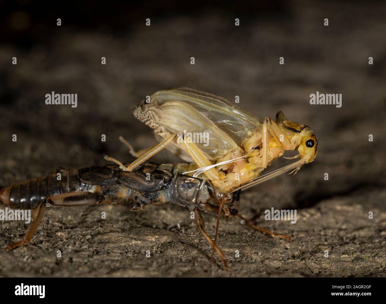 Emerging stonefly, Perla bipunctata, da es läßt die abschließende instar ein Erwachsener zu werden. Auf dem Fluss in Stanhope Stepping Stones tragen. Stockfoto