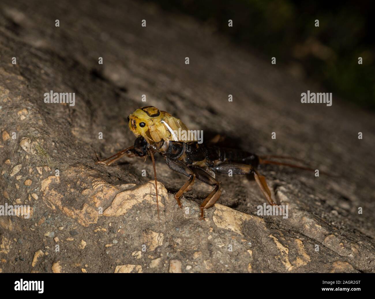 Emerging stonefly, Perla bipunctata, da es läßt die abschließende instar ein Erwachsener zu werden. Auf dem Fluss in Stanhope Stepping Stones tragen. Stockfoto