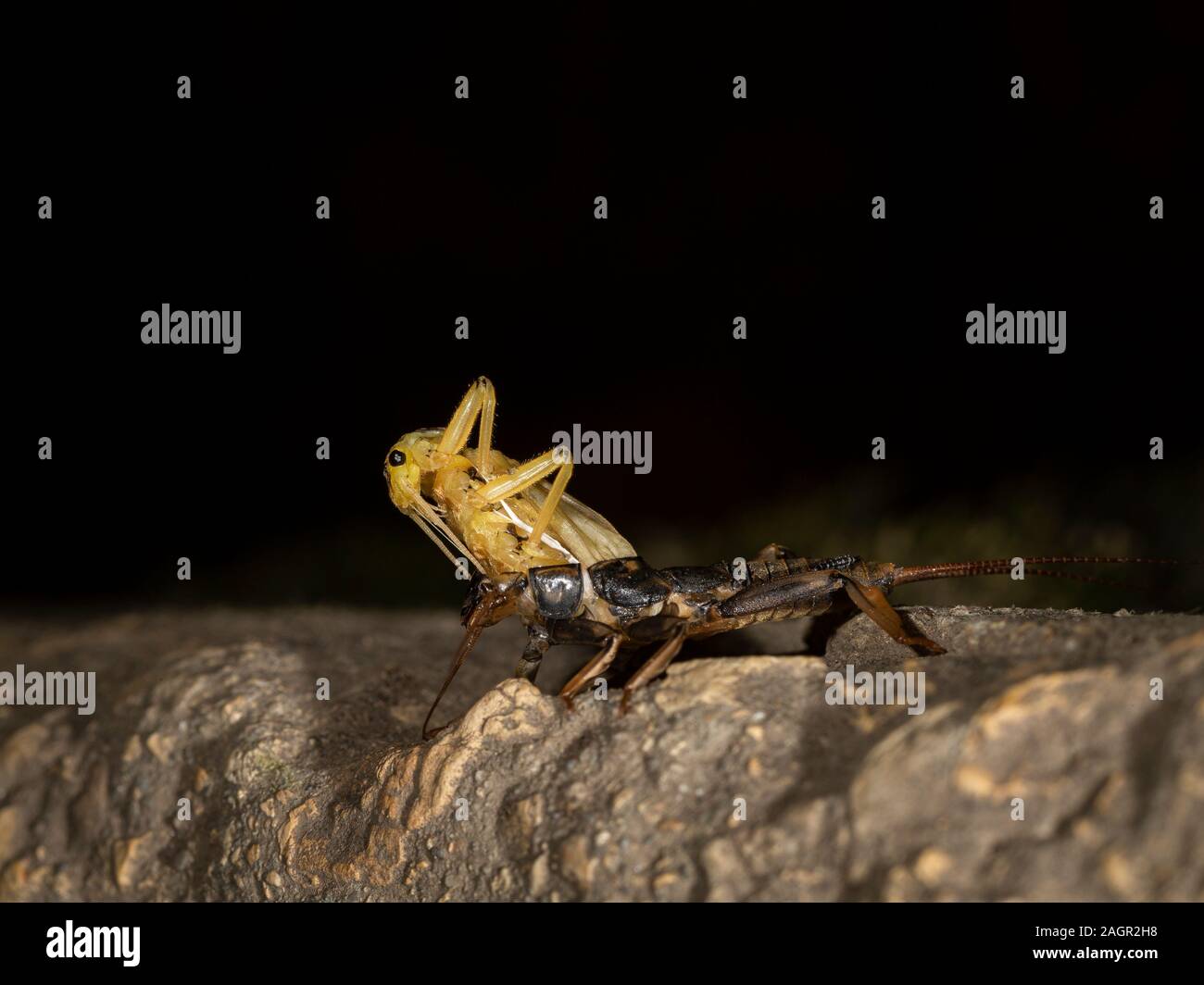 Emerging stonefly, Perla bipunctata, da es läßt die abschließende instar ein Erwachsener zu werden. Auf dem Fluss in Stanhope Stepping Stones tragen. Stockfoto