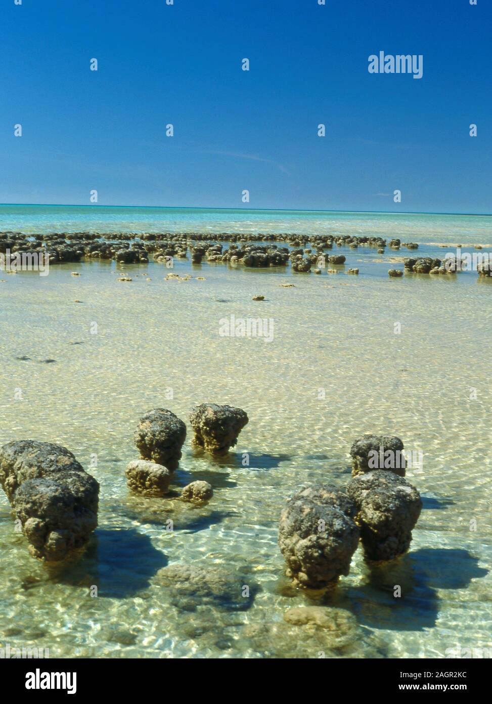 STROMATOLITHEN (LEBENDE FOSSILIEN) IM FLACHEN SALZWASSER, HAMELIN POOL, SHARK BAY, WESTAUSTRALIEN Stockfoto